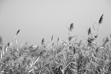 _MG_6702.jpg