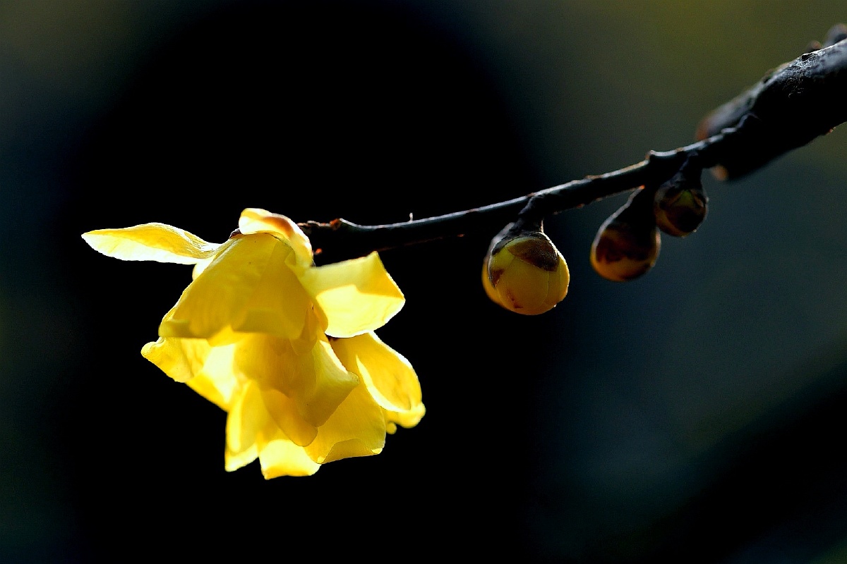 一枝腊梅凝香来