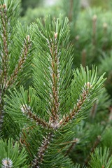 _WYJ5083-PanoS