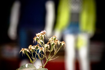 _MG_3690.jpg
