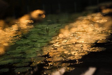 夕阳1.jpg