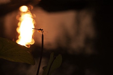 夕阳5.jpg