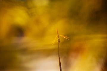 夕阳6.jpg