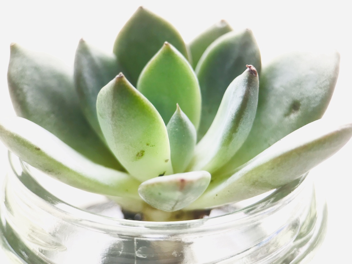 水培多肉植物和碗莲 - catherine_zy - 图虫