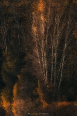 画秋