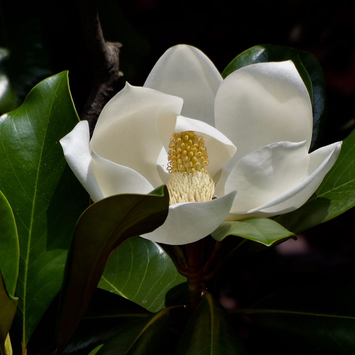1/125百度识图植物系青年还没有人打赏,快来当第一个打赏的人吧打赏点