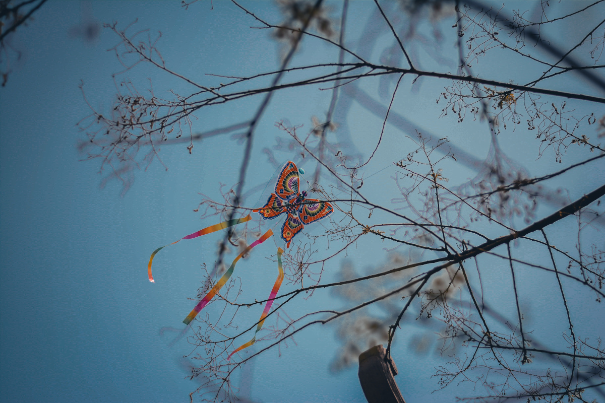 上树的风筝