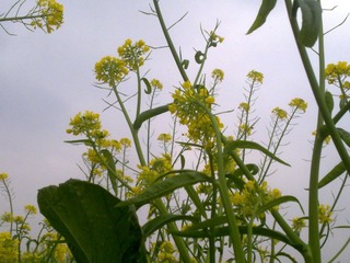 20130218565.jpg