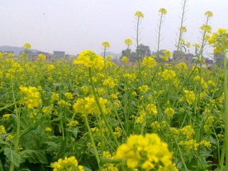 20130218566.jpg