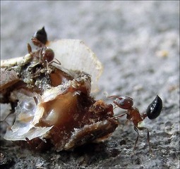 CIMG7193.jpg
