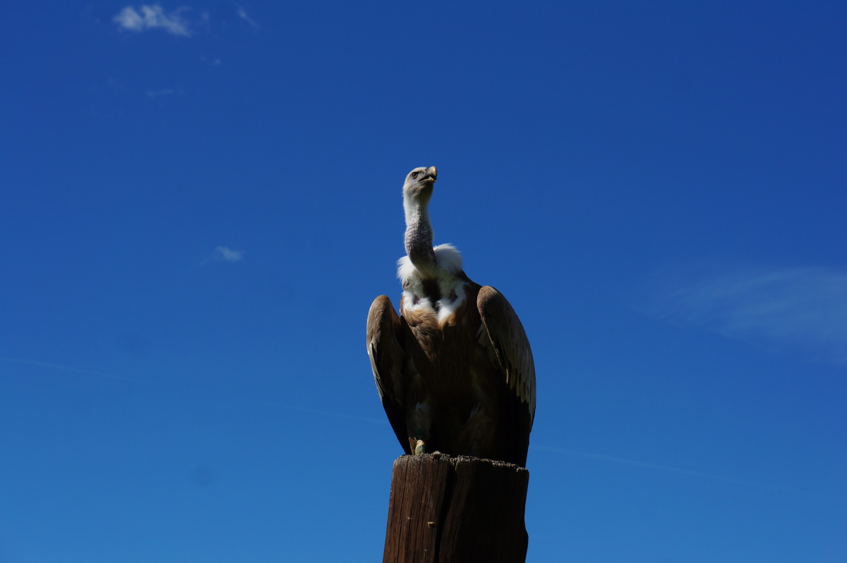 adlerundwolfsparkkasselburg鹰狼园