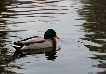 DSC01511s.jpg