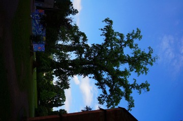 DSC07540.jpg