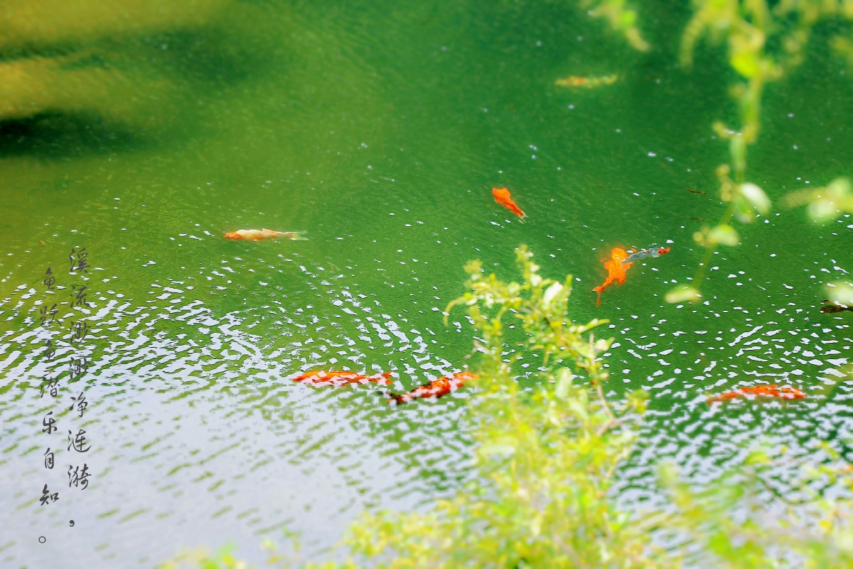 一池清水 - 如梦如饭 - 图虫