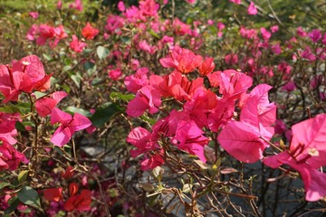 IMG_2775.jpg