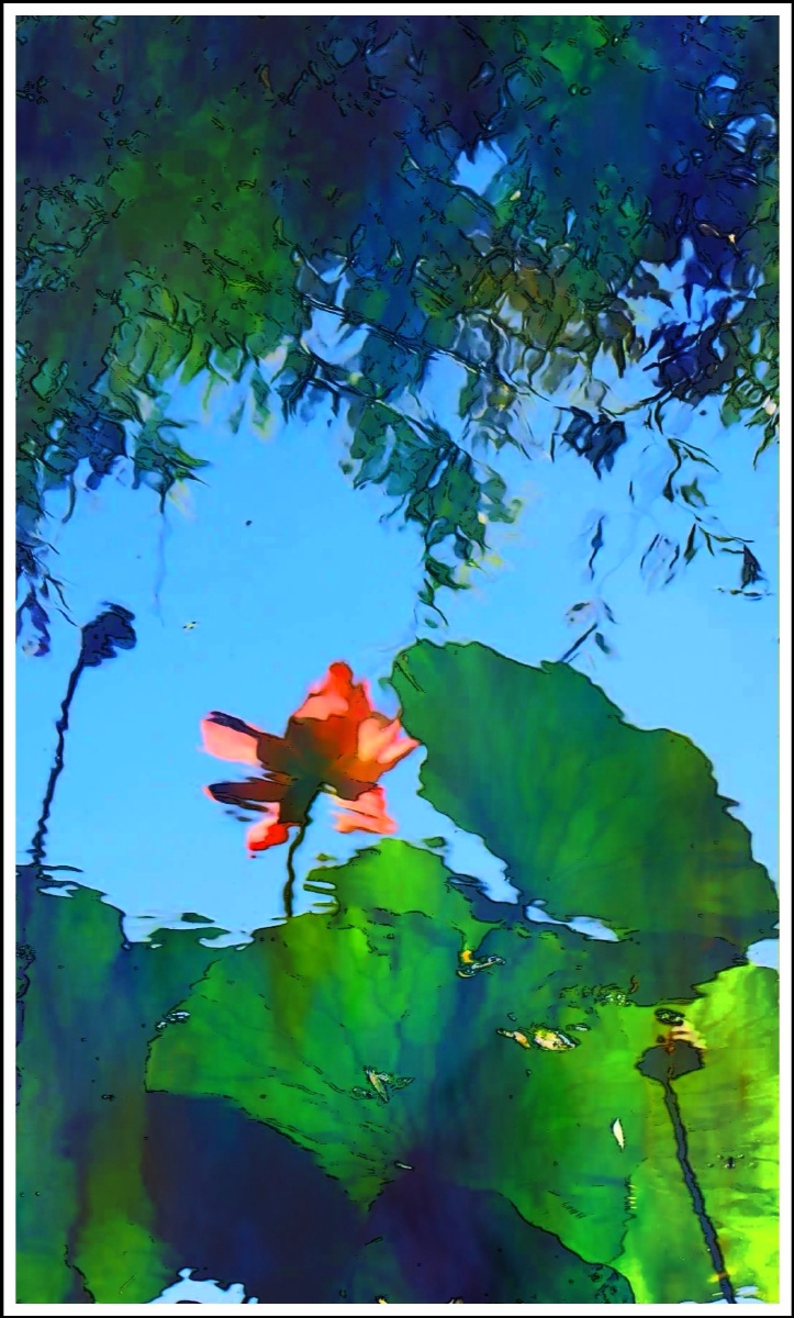 荷花水中倒影来