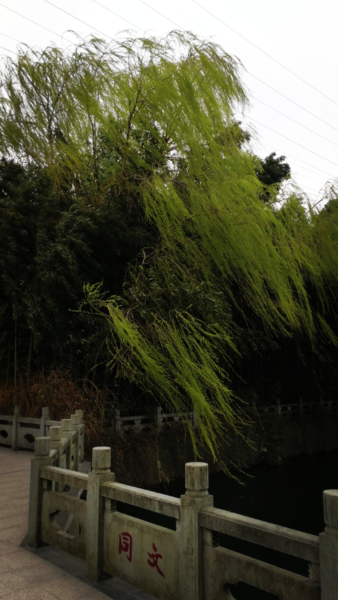 风摆杨柳