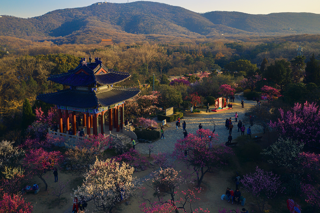 南京梅花山