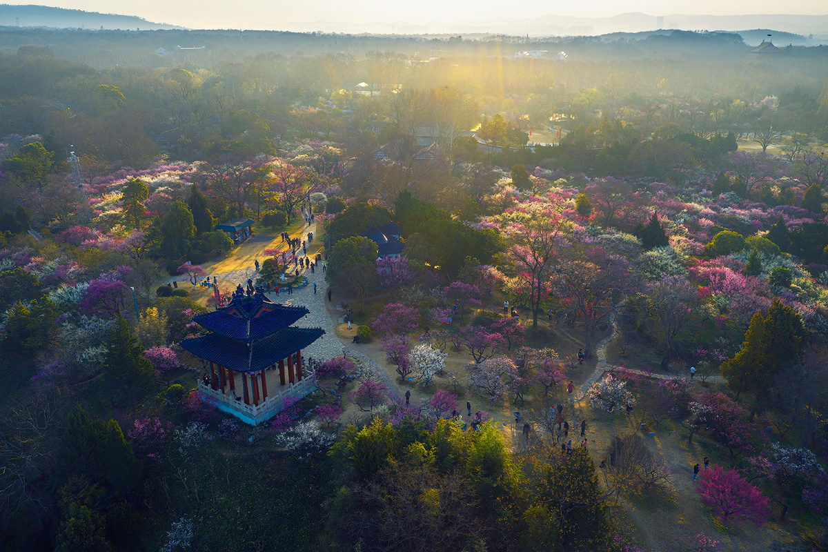 南京梅花山