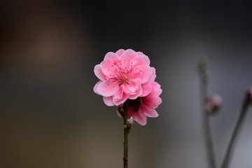 306027