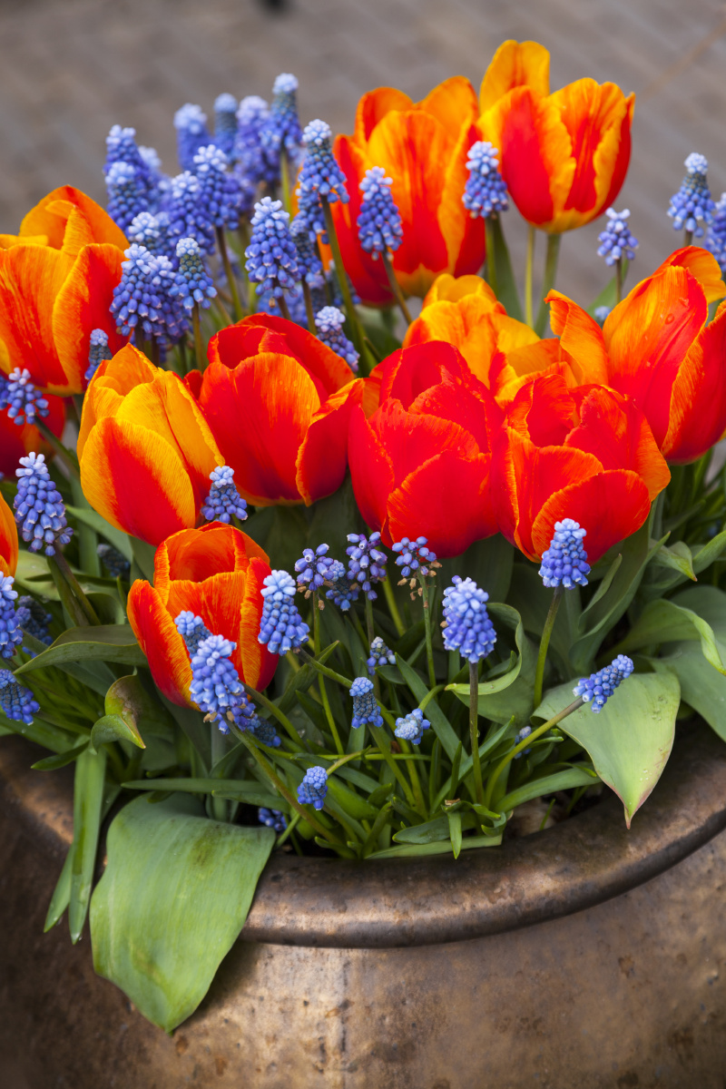 今天和爸爸一起做轻轨,看到爸爸满头白发.