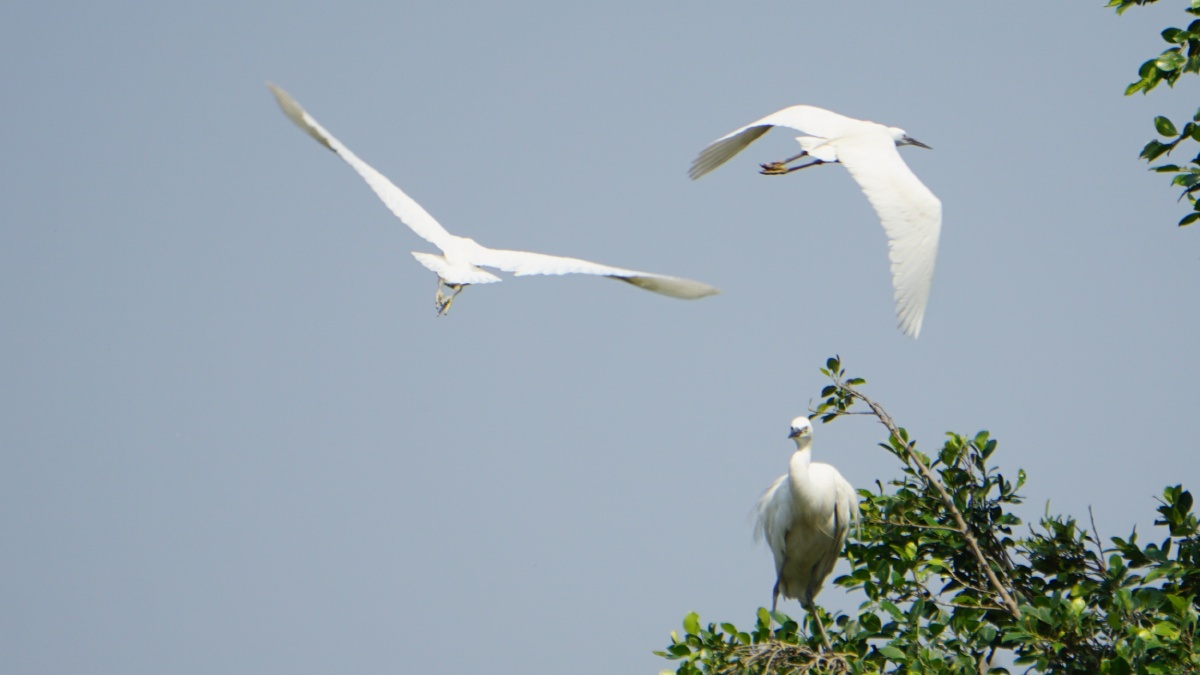 白鹭洲白鹭鸟    打开微信,使用"扫一扫"即可将网页分享之朋友圈 转发