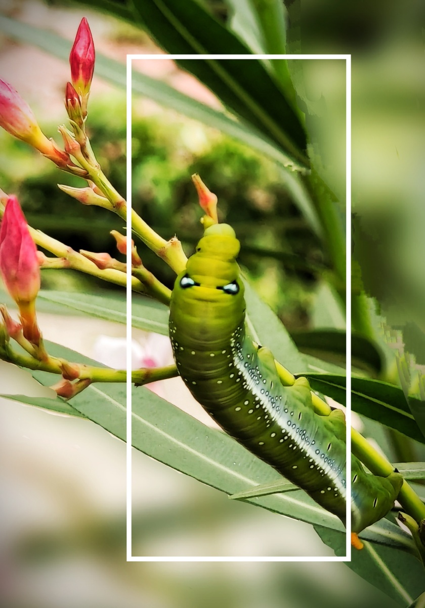 夹竹桃与虫 - 春秋来复 - 图虫