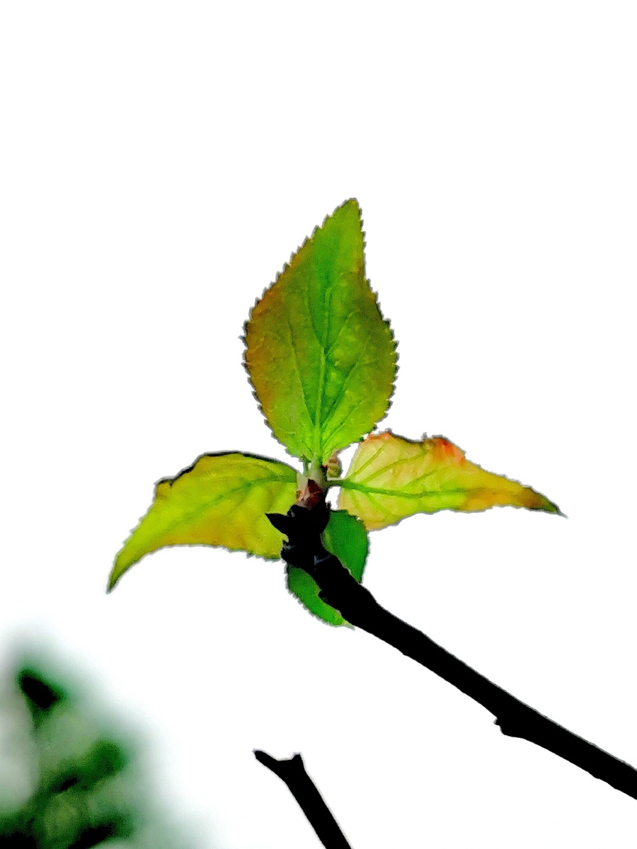 梅花落尽发新枝有感(图文:春秋来复)瘦骨凌风花落尽,疏影横斜幼芽生.