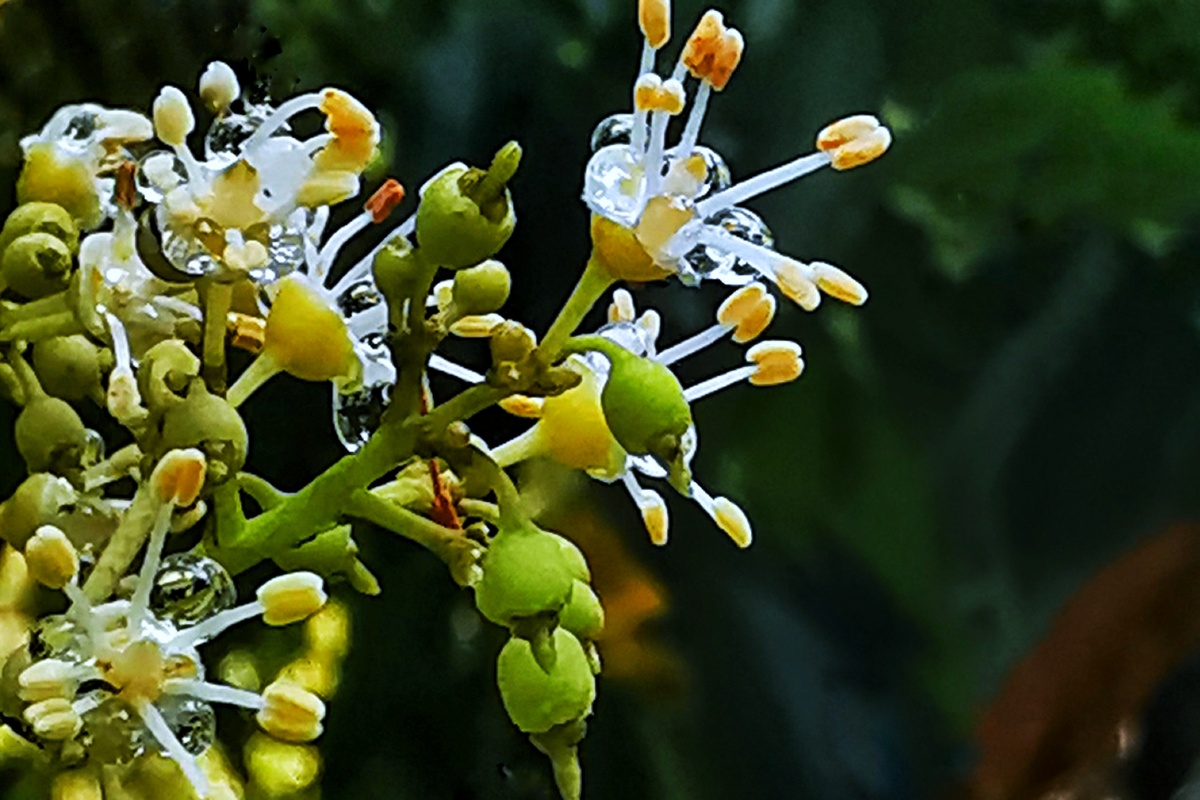 捕捉到岭南荔枝开花结果 - 春秋来复 - 图虫