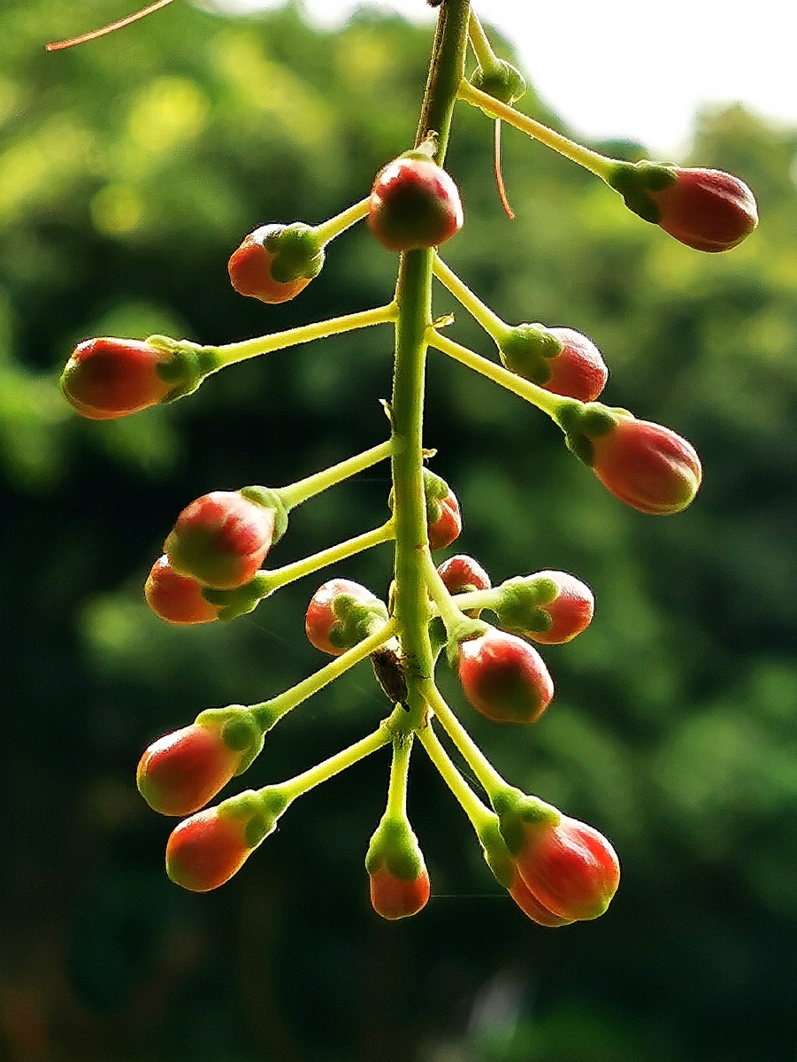 春风十里不如你红花玉蕊红花玉蕊又盛开了这种花有一个特点是晚间开放
