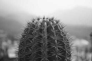 995533
