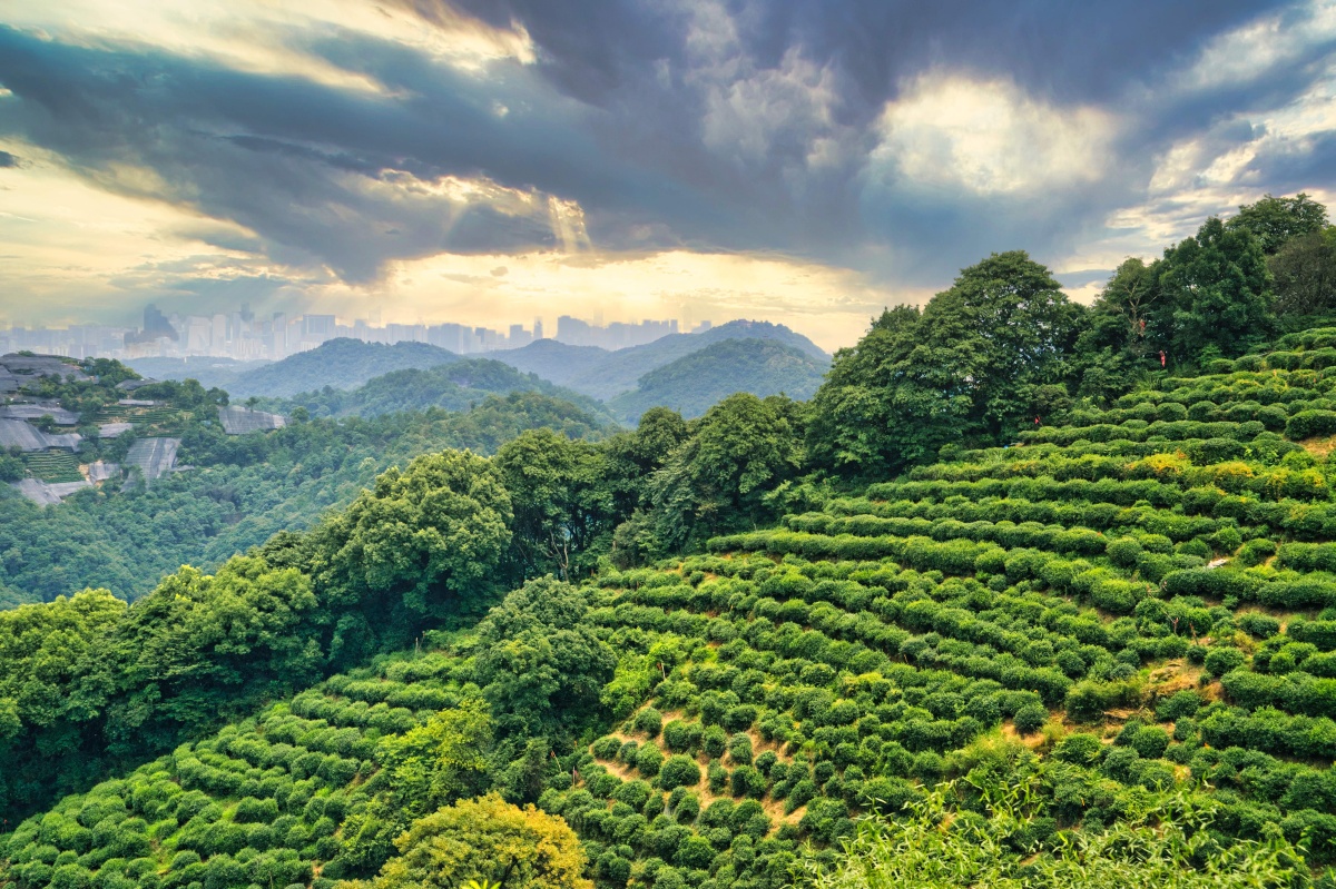 龙井村 - 罗天旭 - 图虫