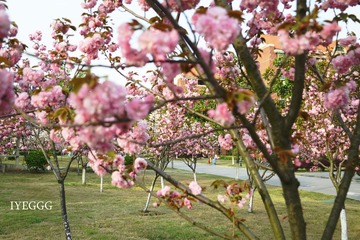DSC_0949.jpg