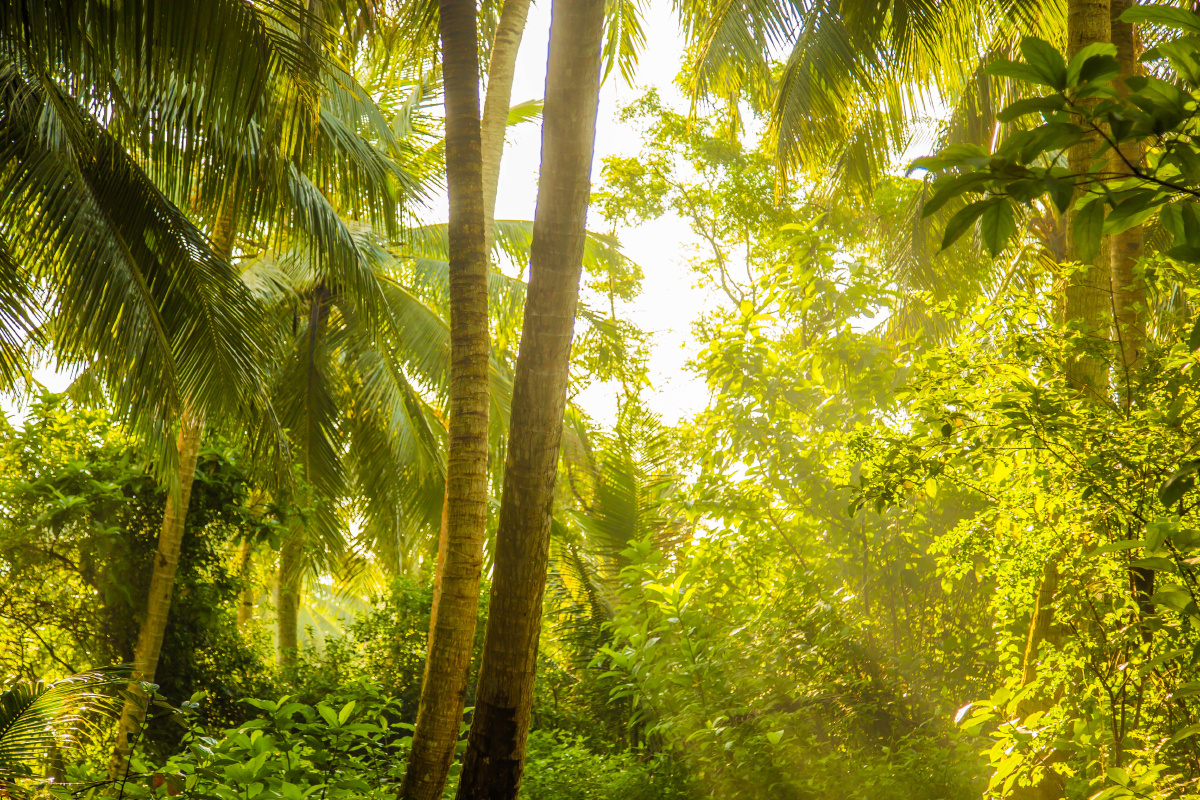 琼海的清晨 阳光透过椰子树林
