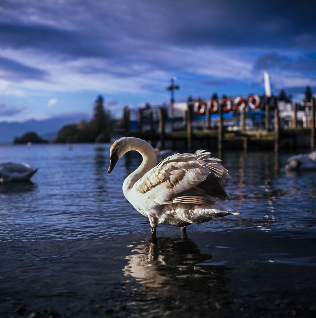 swan<br />
rolleiflex 28f，xenotar。