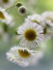 DSC01955.jpg