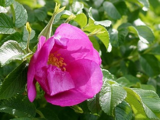 DSC03069.jpg