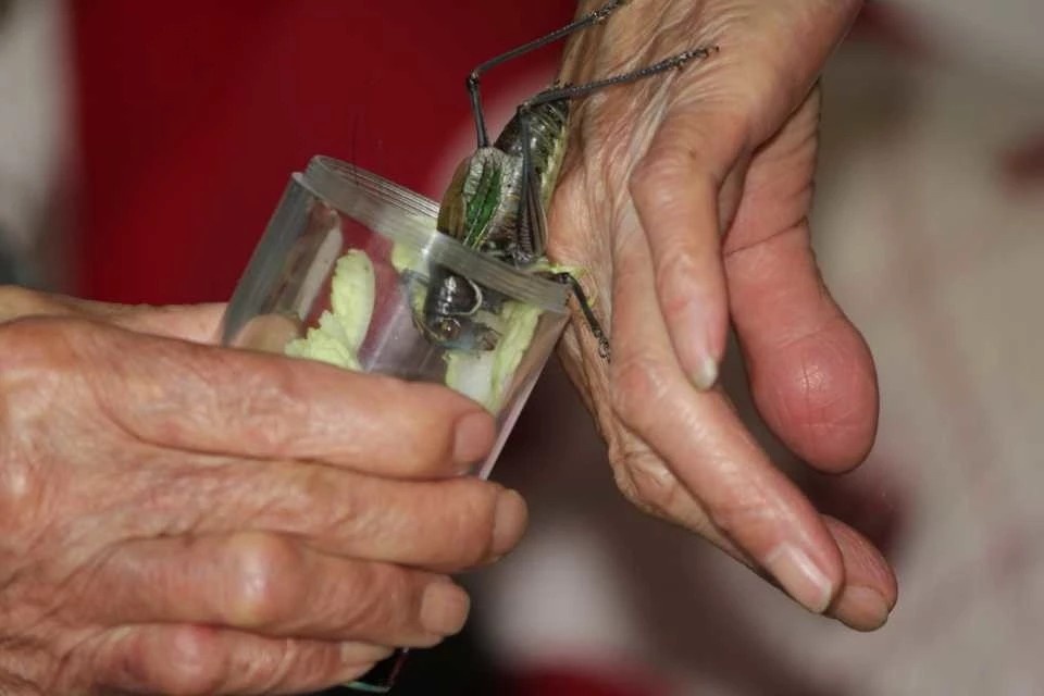 80岁老妈养的蝈蝈能从头年秋天,养到第二年开春,而且这蝈蝈