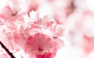 _MG_7070t.jpg