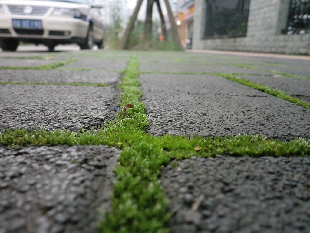 阴雨的成都<br />
问成都晴为何物，这苔藓长得多俊。