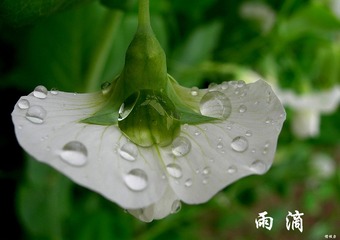 小雨0001DSCN9676.jpg