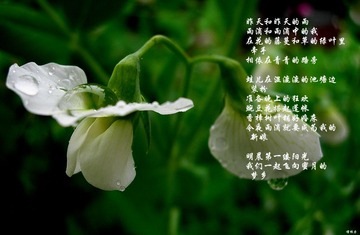 小雨0001DSCN9718.jpg