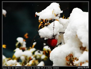 瑞雪