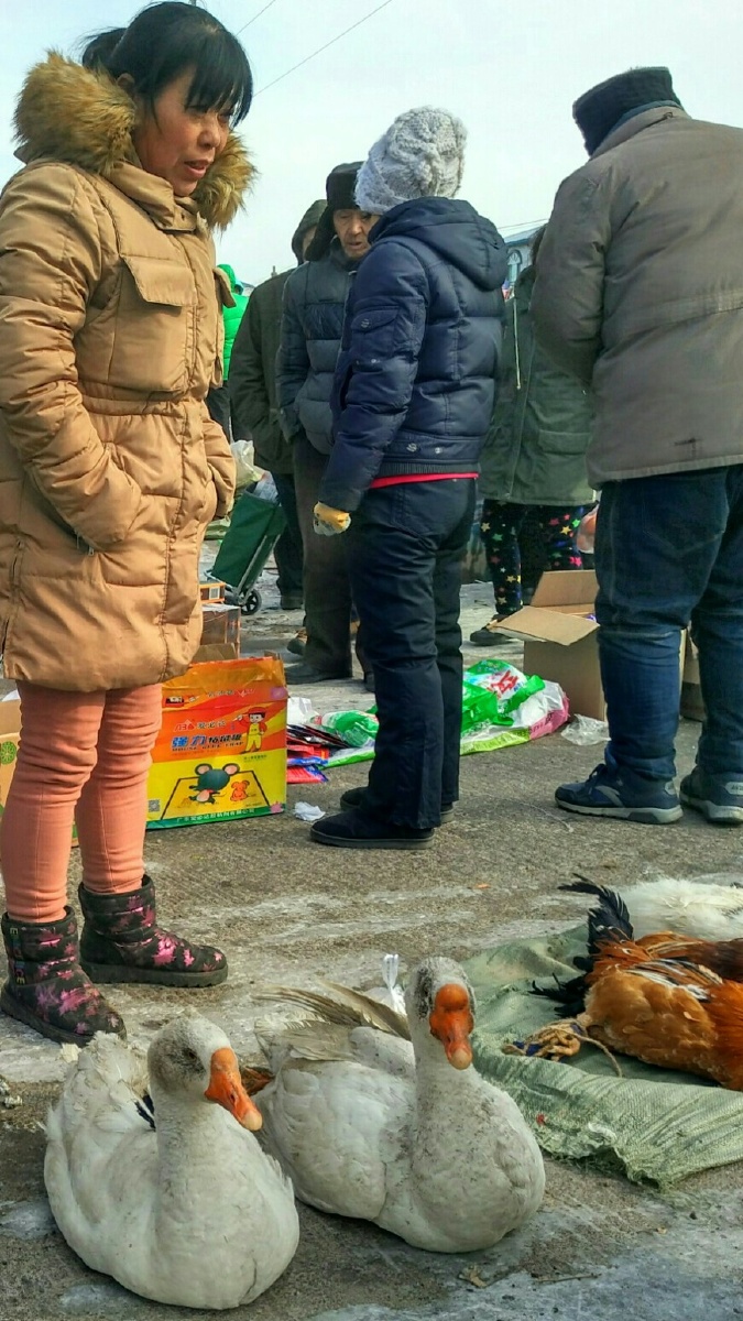 集市里的卖鹅女