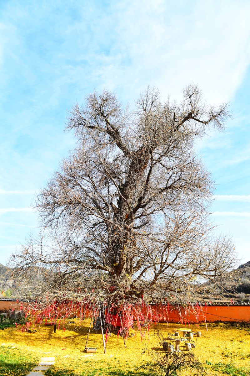 《古树秋韵》#白鹿寺位于陕西省延安市甘泉县高哨乡寺沟村东的白鹿塬
