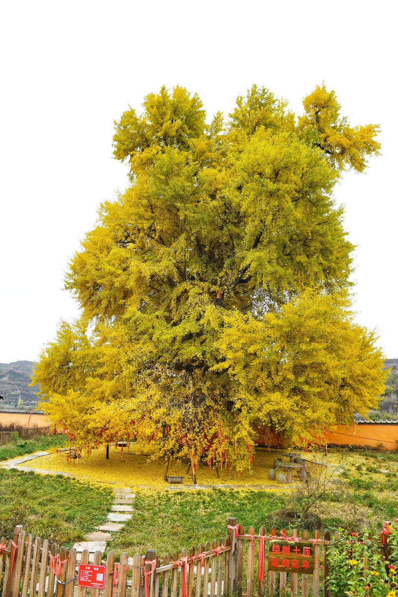 古树秋韵白鹿寺位于陕西省延安市甘泉县高哨乡寺沟村东的白鹿塬上距