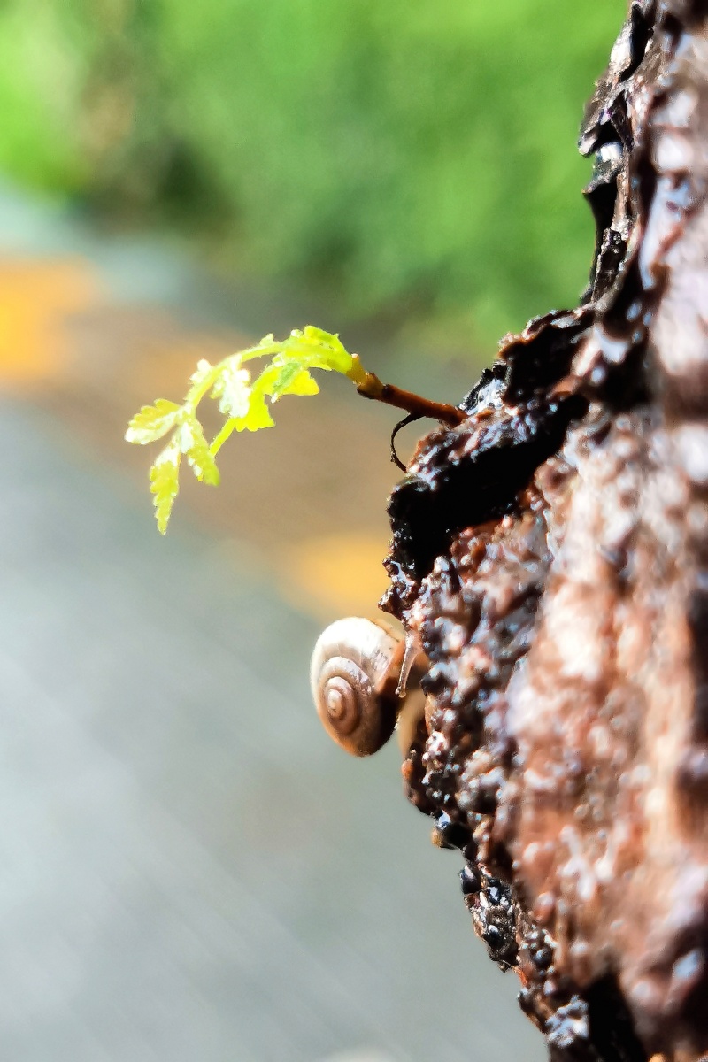 蜗牛背着那重重的壳一步一步的往上爬