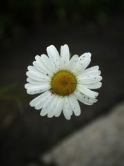 268177