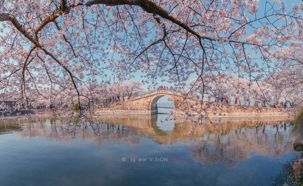 长春樱