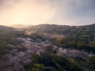 云蒸霞蔚樱花谷